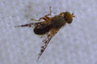 Tephritidae