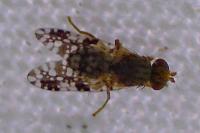 Tephritidae