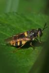 Stratiomys