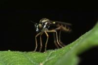 Dioctria linearis
