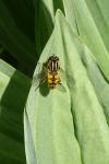 Helophilus pendulus
