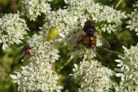 Tachina fera