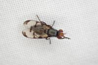 Herina nigrina