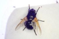 Mesembrina meridiana