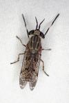 Haematopota crassicornis