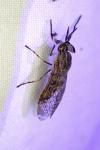 Haematopota crassicornis