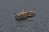 Haematopota pluvialis