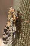 Tephritidae