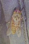 Tabanus quatuornatus