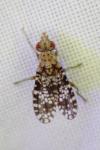 Trypetoptera punctulata