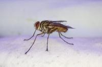 Dexia rustica