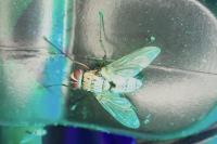 Dexia rustica