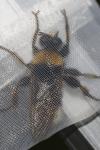 Laphria bomboides