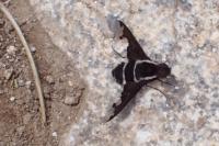 Hemipenthes maura