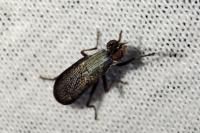 Coremacera marginata