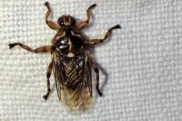 Hippobosca equina