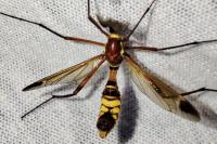 Ctenophora ornata