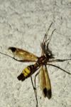 Ctenophora ornata