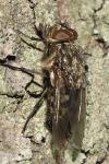 Diptera