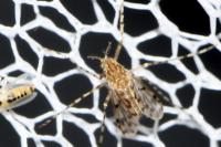 Diptera