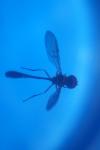 Baccha elongata