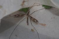 Tipula maxima