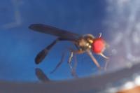 Baccha elongata