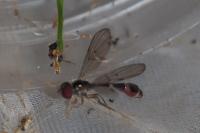 Baccha elongata
