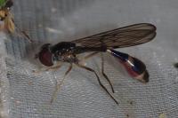 Baccha elongata