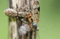 Rhagio scolopaceus