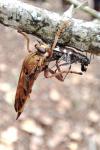 Asilus crabroniformis