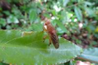 Suillia gigantea