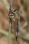 Asilinae