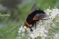 Tachina grossa