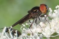 Chrysogaster solstitialis