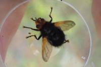 Tachina grossa