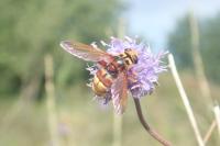 Milesia crabroniformis