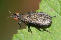 Coremacera marginata