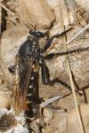 Dasypogon diadema