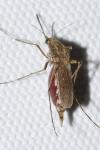 Ochlerotatus caspius