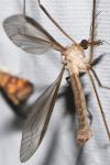 Tipulidae