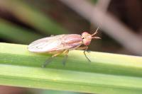 Limnia unguicornis