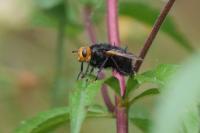 Tachina grossa