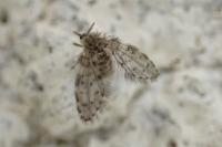 Paramormia ustulata