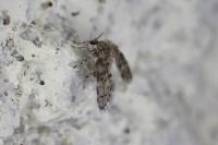 Paramormia ustulata