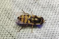 Eupeodes corollae