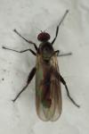 Hybos culiciformis