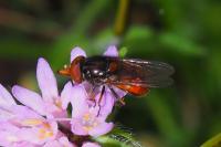 Rhingia campestris