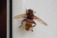 Milesia crabroniformis