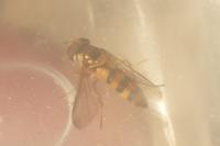 Meliscaeva cinctella
